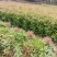 江西木荷苗造林小苗一年木荷苗30-50公分高造林苗