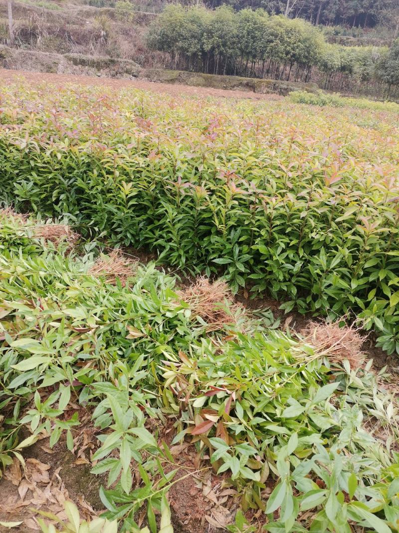 江西木荷苗造林小苗一年木荷苗30-50公分高造林苗