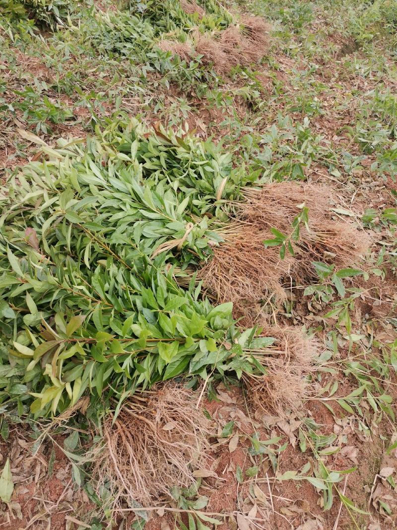 江西木荷苗造林小苗一年木荷苗30-50公分高造林苗