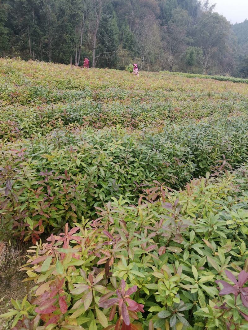 江西木荷苗造林小苗一年木荷苗30-50公分高造林苗