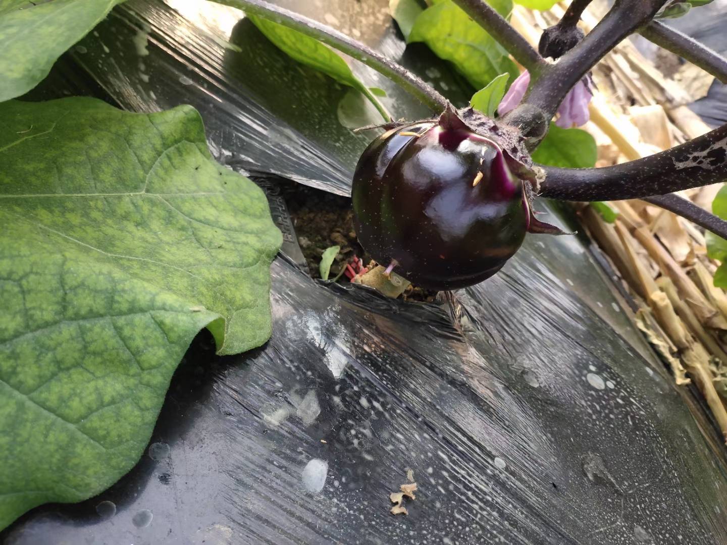 展示黄瓜与茄子的外形差异,黄瓜为绿色长条,茄子为紫色或绿色圆形或长形果实 黄瓜与茄子外形对比