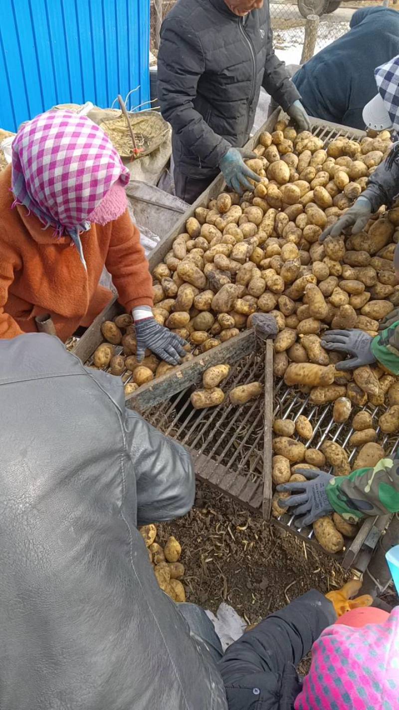 荷兰十五土豆种子荷兰806土豆种子高产抗病能力强耐储存