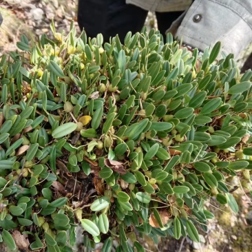 石橄榄
