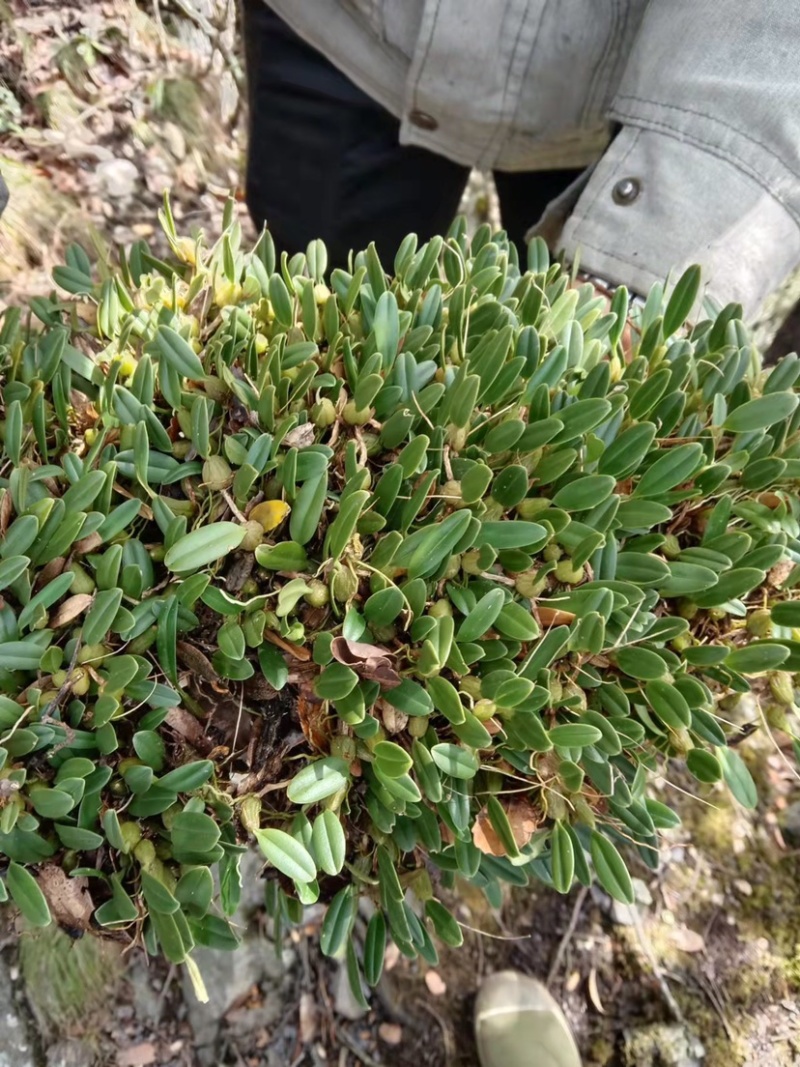 石橄榄