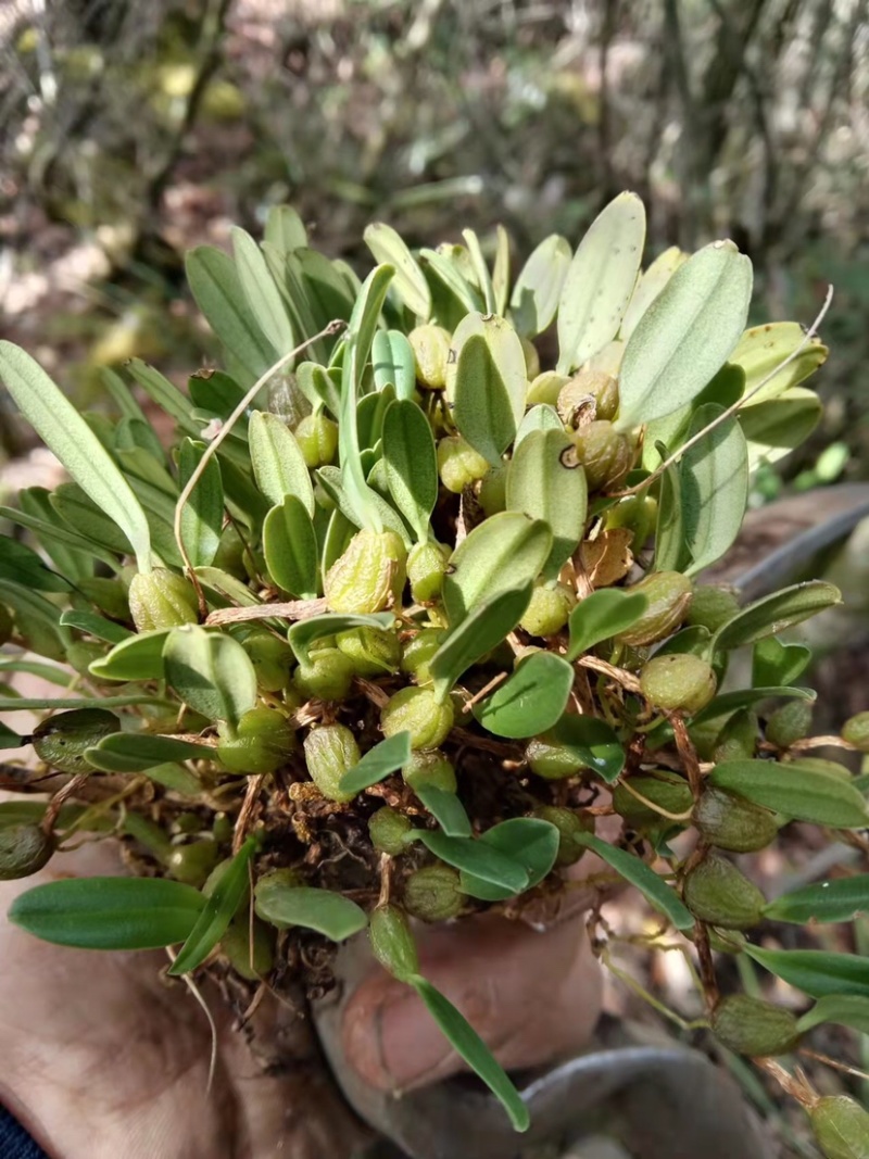 石橄榄