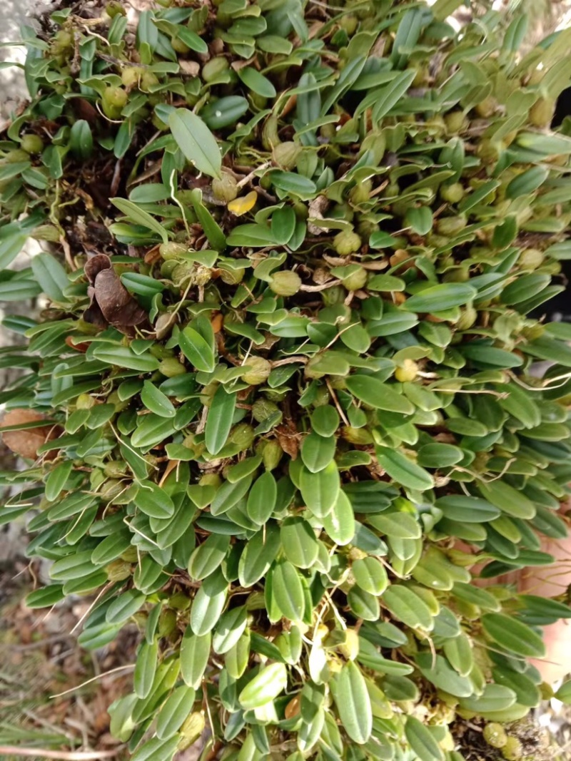 石橄榄