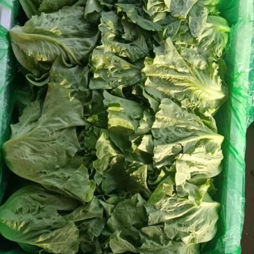 邯郸永年生菜-意大利生菜供应优质意大利