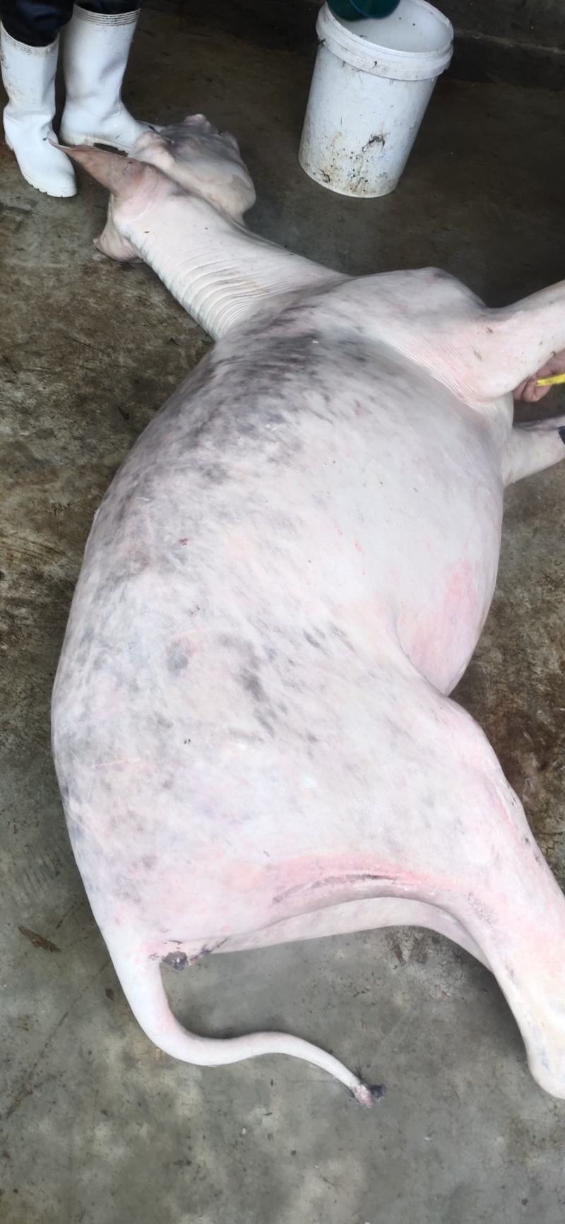 驴肉