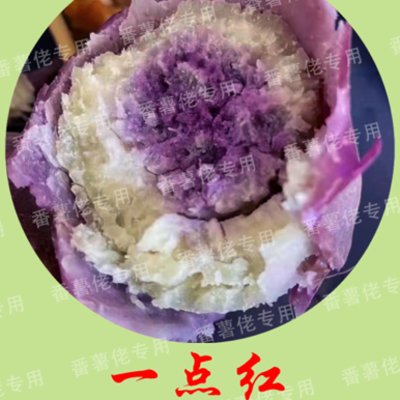 一点红红薯现挖现装鲜货