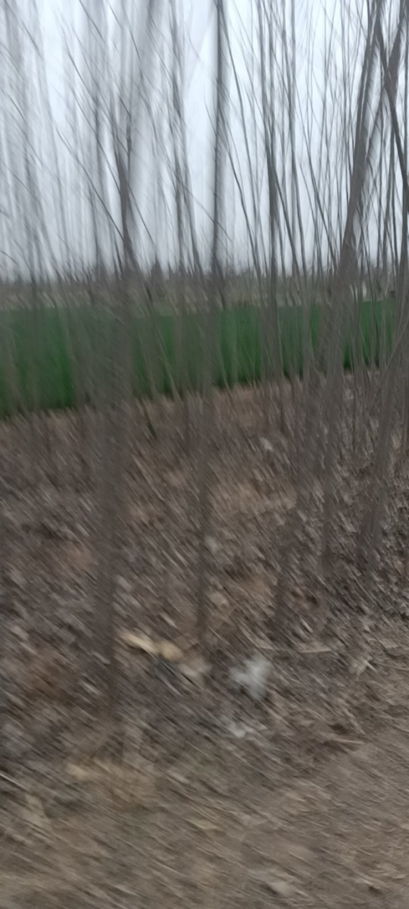 大量出售107速生杨树苗需要的赶紧联系
