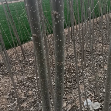 大量出售107速生杨树苗需要的赶紧联系