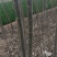 大量出售107速生杨树苗需要的赶紧联系