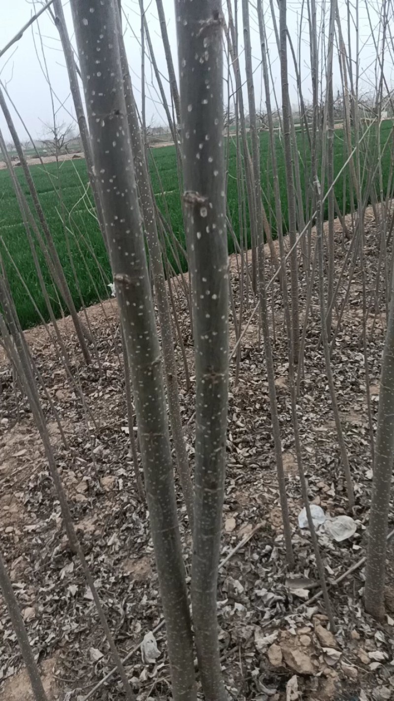 大量出售107速生杨树苗需要的赶紧联系