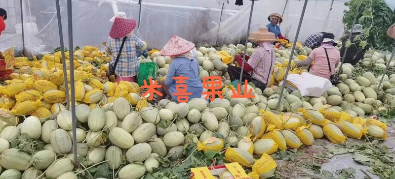 海南哈密瓜供应超市，电商市场，一件代发欢迎客户下单订购。