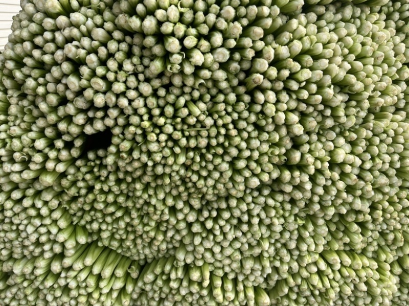 徐州精品西芹菜60cm脆嫩黄亮，大量供应中