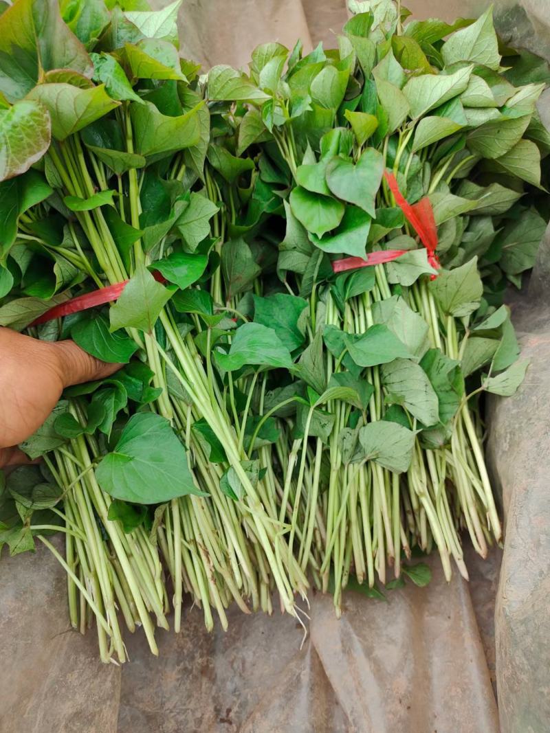 杨凌试管脱毒红薯种苗秦薯五号，西瓜红，蜜薯