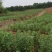 四川大白胡豆上市了大量现货每天可出货100吨