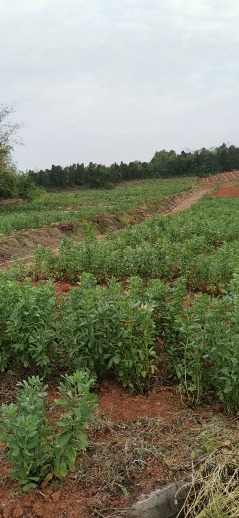 四川大白胡豆上市了大量现货每天可出货100吨