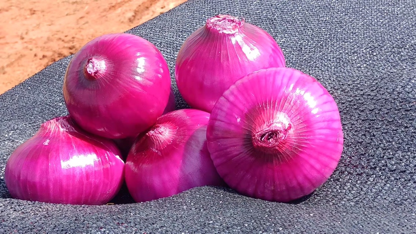 紫皮洋葱切片后加入沙拉中,色彩鲜艳,提升视觉效果 紫皮洋葱在沙拉中的应用