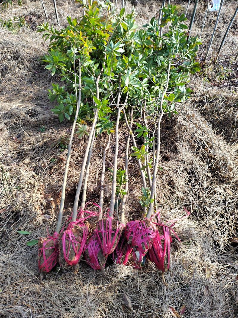 2公分杜英小苗各种规格杜英树苗供应基地现货现发货