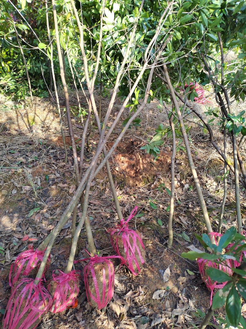 2公分杜英小苗各种规格杜英树苗供应基地现货现发货