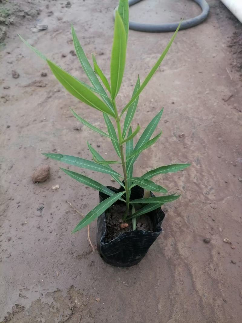 翠芦莉福建省漳州市供应绿化庭院设计，翠芦莉！大量供应袋苗