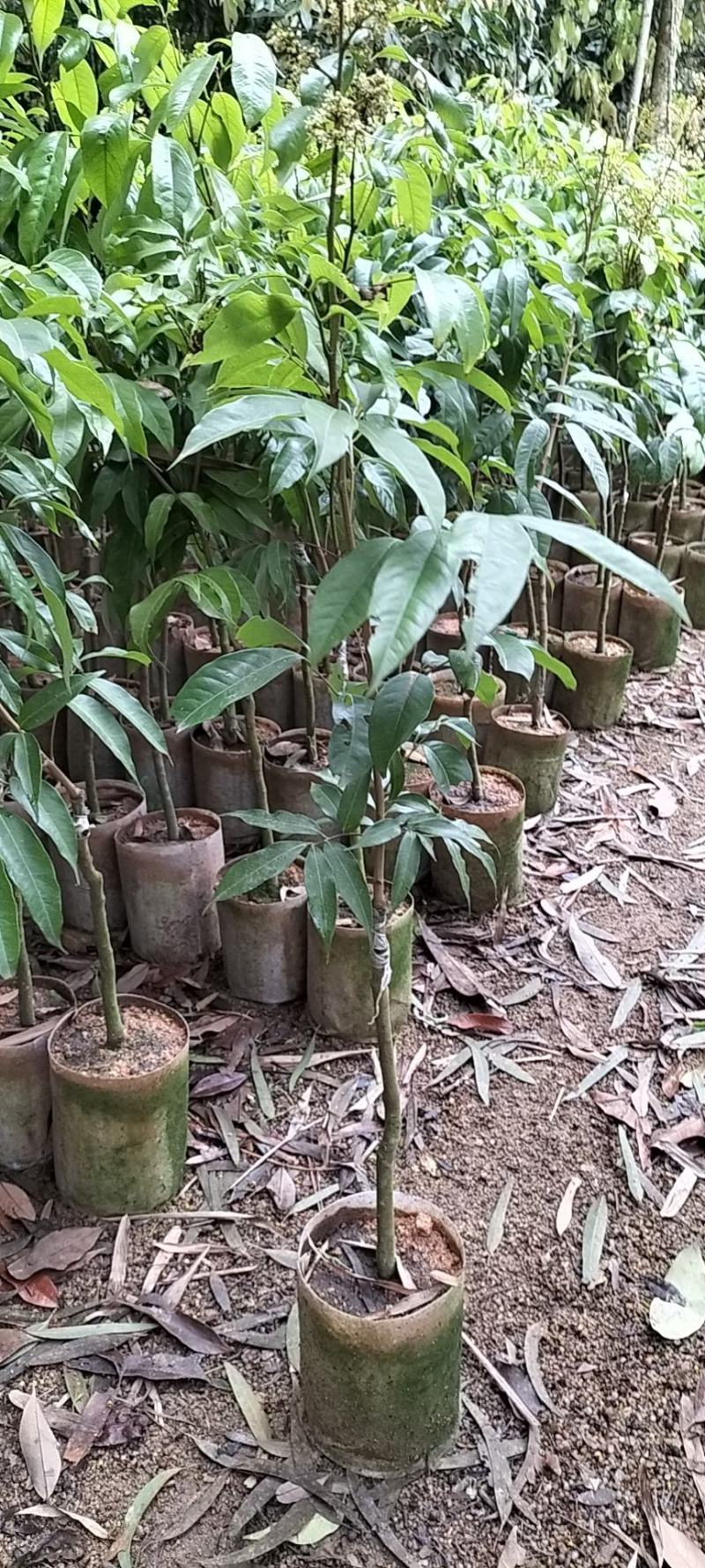 妃子笑荔枝苗，三月红，叶色清秀，各种嫁接苗，打庄苗