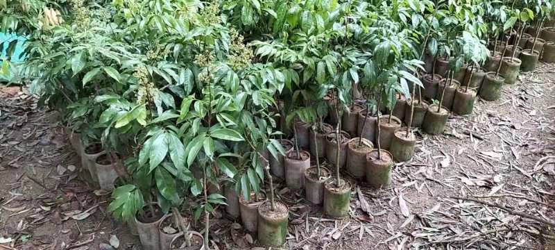 妃子笑荔枝苗，三月红，叶色清秀，各种嫁接苗，打庄苗