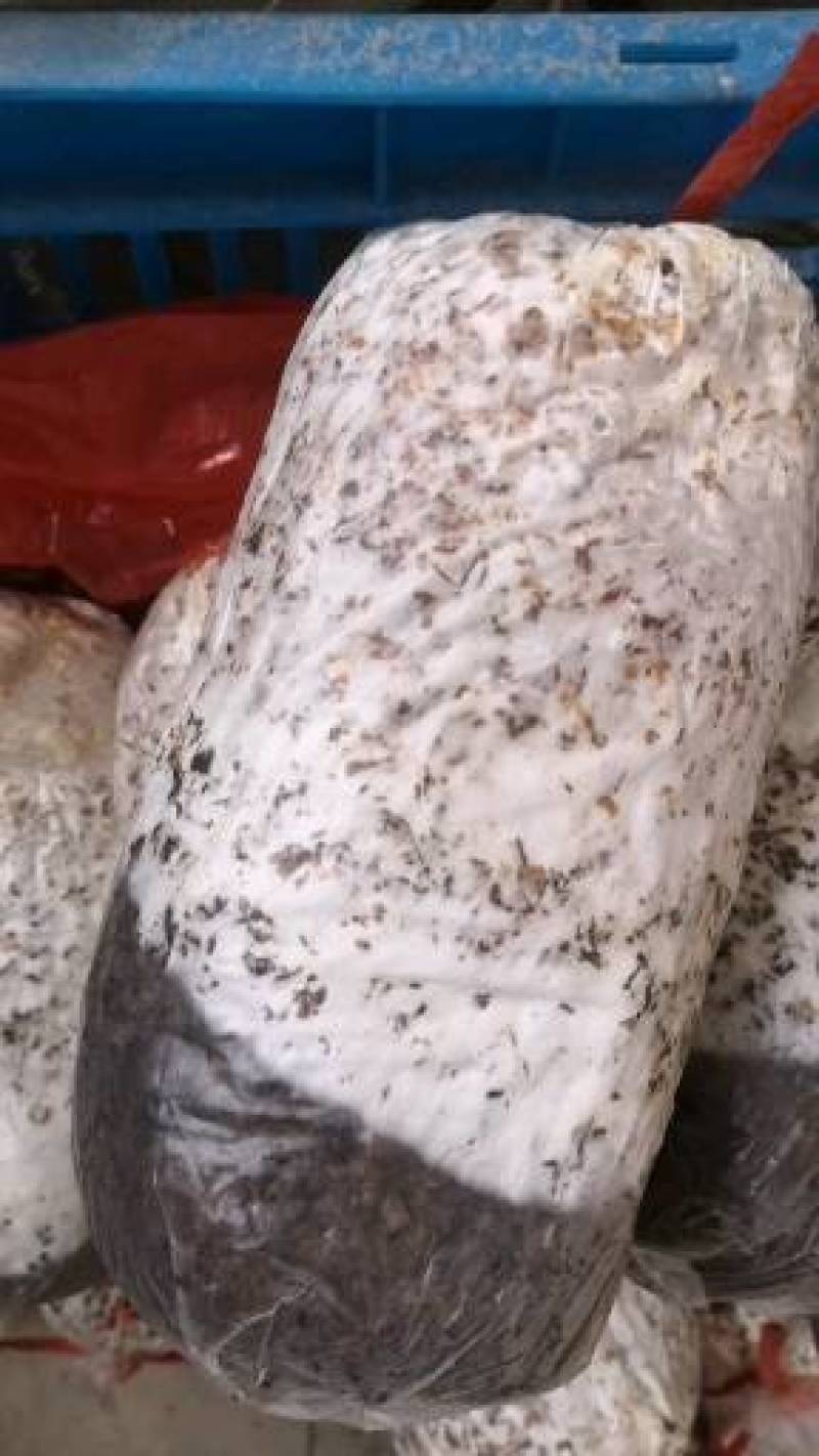 食用菌种，优质高产广温型，灰黑色平菇栽培种三级种，