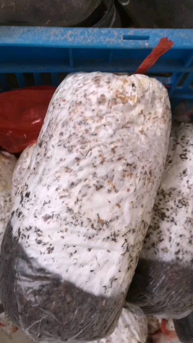 食用菌种，优质高产广温型，灰黑色平菇栽培种三级种，