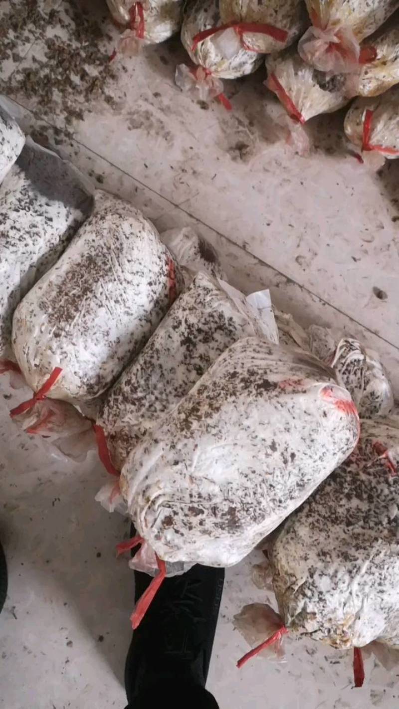 食用菌种，优质高产广温型，灰黑色平菇栽培种三级种，