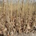 马褂木小苗鹅掌楸小苗马褂木种苗幼苗马褂木芽苗