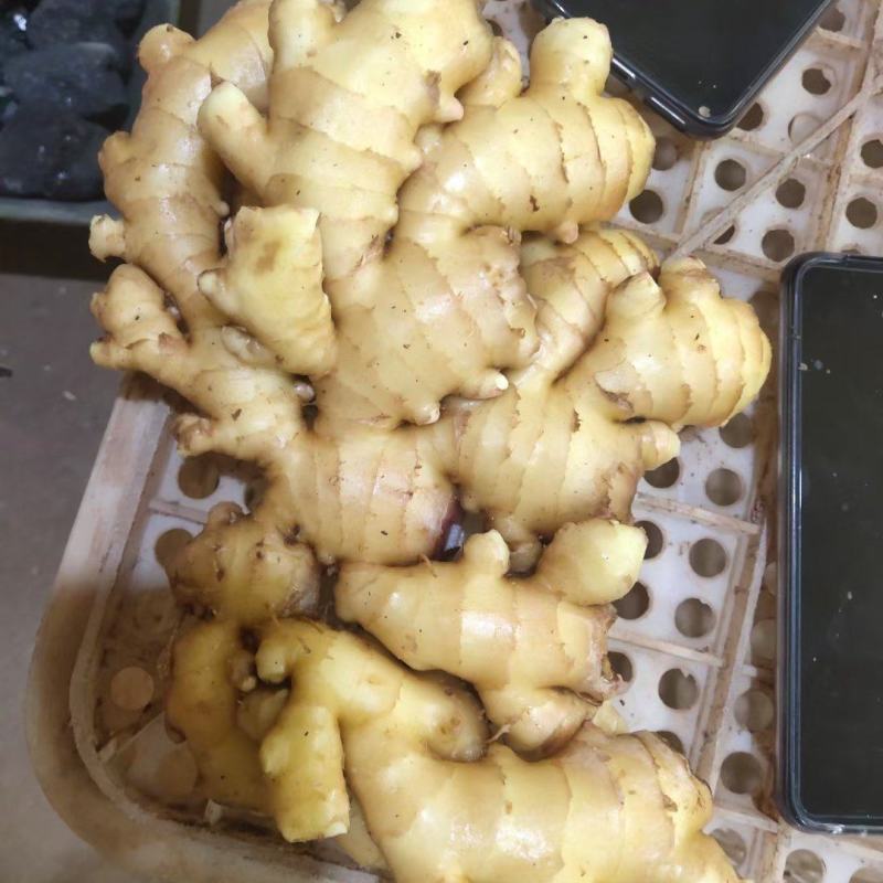大黄姜小黄姜姜种姜巴山东红牙鲜姜大黄姜小黄姜产地直销