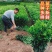 正宗沃柑树苗桔子苗广西武鸣091无核嫁接果树苗南方种植