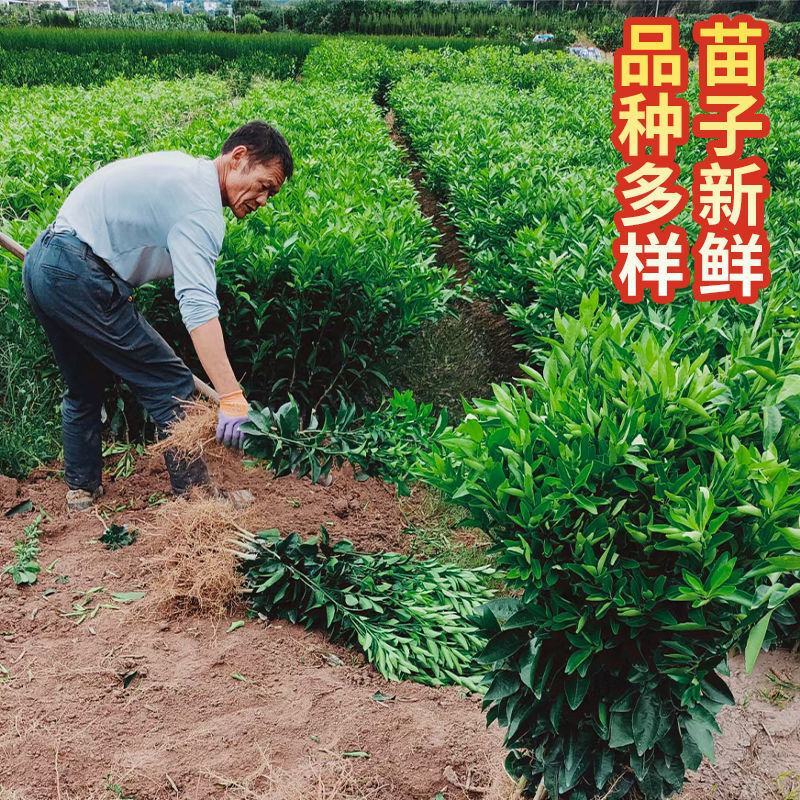 正宗沃柑树苗桔子苗广西武鸣091无核嫁接果树苗南方种植
