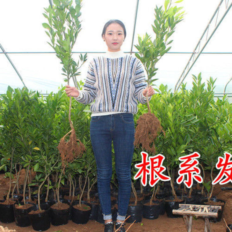 正宗沃柑树苗桔子苗广西武鸣091无核嫁接果树苗南方种植