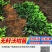正宗沃柑树苗桔子苗广西武鸣091无核嫁接果树苗南方种植