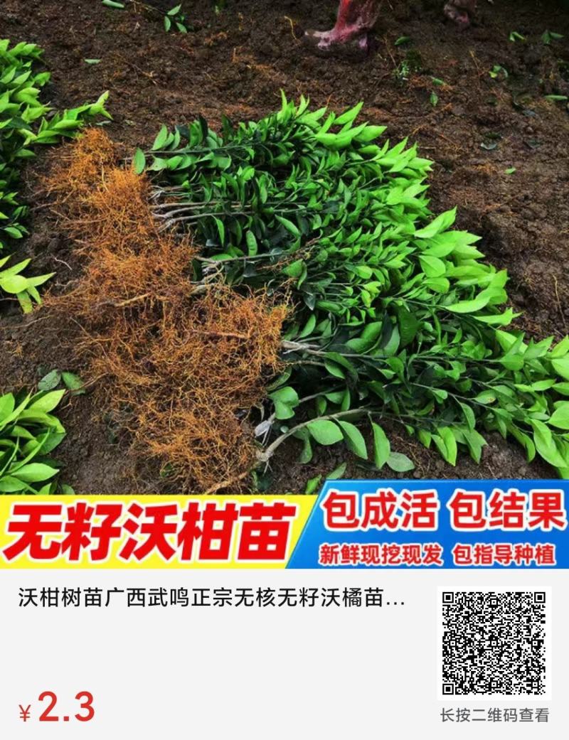 正宗沃柑树苗桔子苗广西武鸣091无核嫁接果树苗南方种植