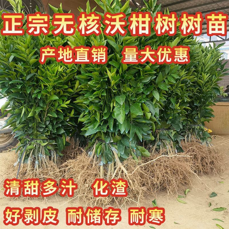 正宗沃柑树苗桔子苗广西武鸣091无核嫁接果树苗南方种植