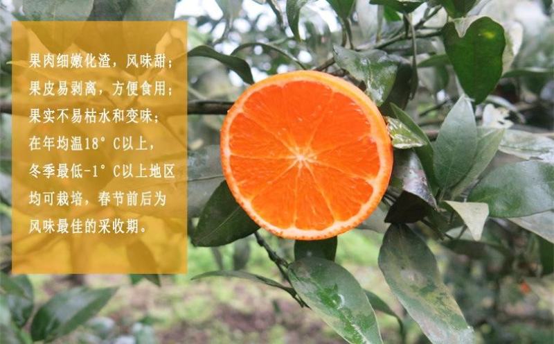 正宗沃柑树苗桔子苗广西武鸣091无核嫁接果树苗南方种植