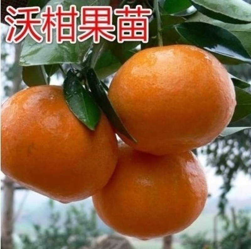 正宗沃柑树苗桔子苗广西武鸣091无核嫁接果树苗南方种植