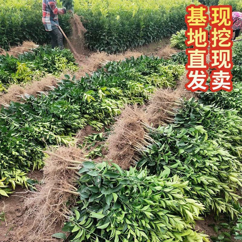 正宗沃柑树苗桔子苗广西武鸣091无核嫁接果树苗南方种植