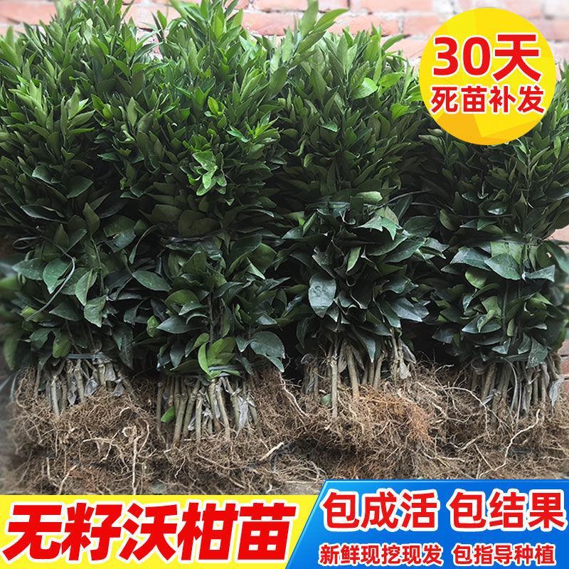 正宗沃柑树苗桔子苗广西武鸣091无核嫁接果树苗南方种植