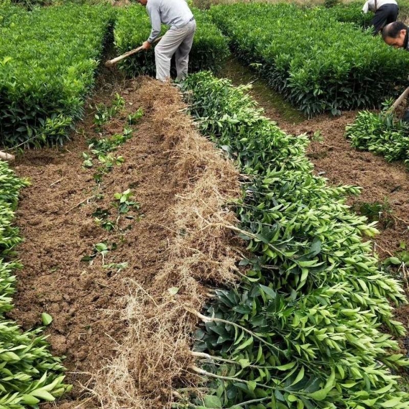 正宗沃柑树苗桔子苗广西武鸣091无核嫁接果树苗南方种植