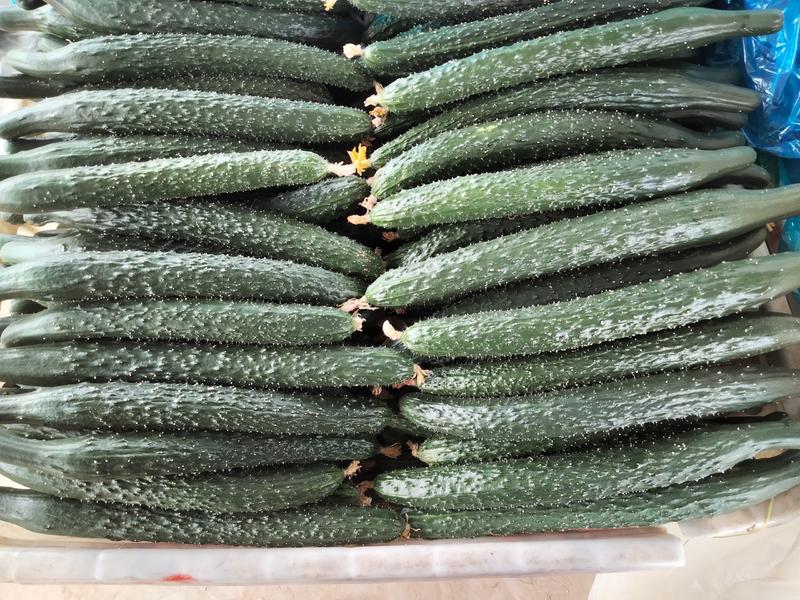 河南优质密刺黄瓜产地直发，质量好货源充足量大优化