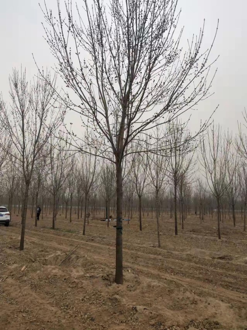 常年大量供应8-15公分精品速生白蜡，价格合适