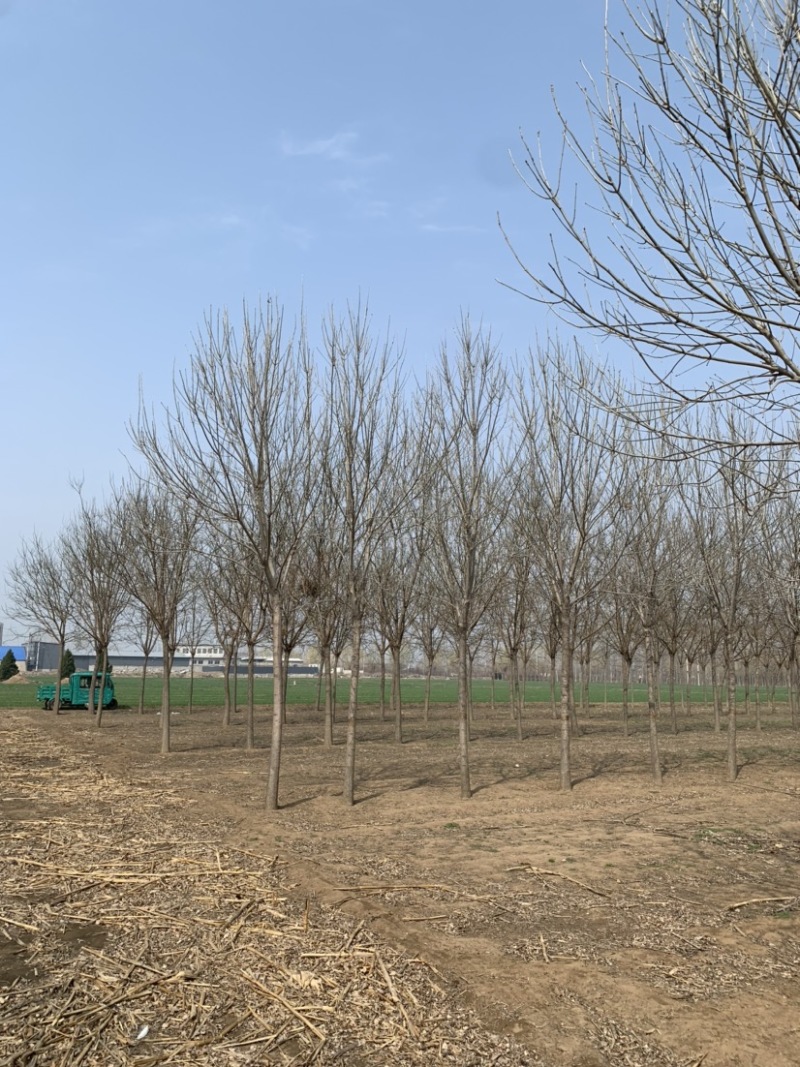常年大量供应8-15公分精品速生白蜡，价格合适