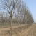 常年大量供应8-15公分精品速生白蜡，价格合适
