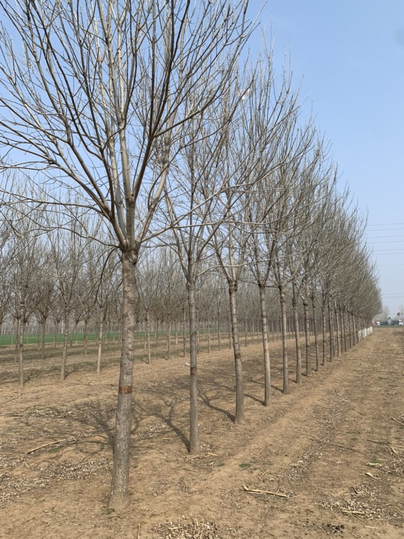 常年大量供应8-15公分精品速生白蜡，价格合适