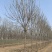 常年大量供应8-15公分精品速生白蜡，价格合适